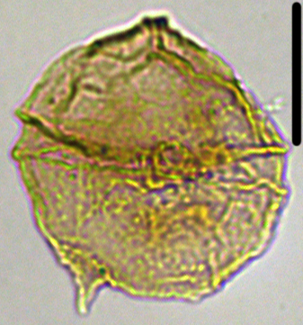 Senegalinium obscurum Sen33CC2501110.jpg